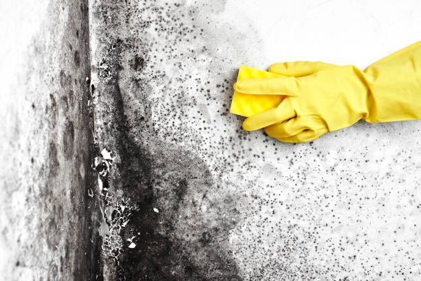 Best Certified Mold Removal  in Manito, IL