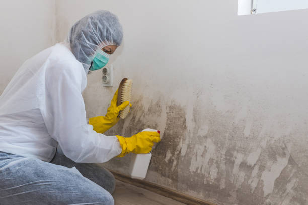 Best Emergency Mold Removal  in Manito, IL