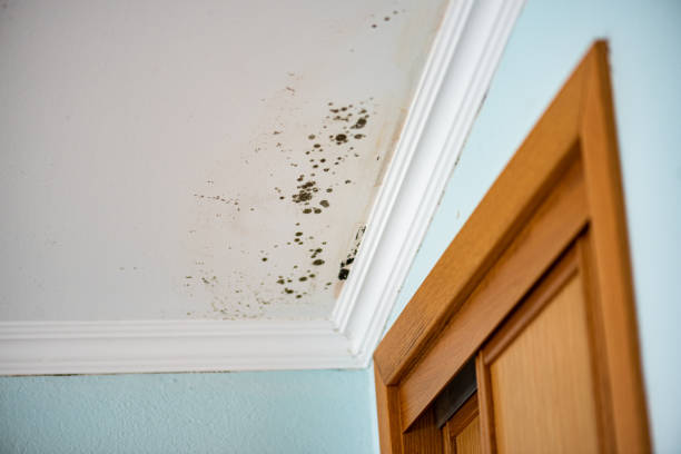 Best Mold Cleaning Services  in Manito, IL