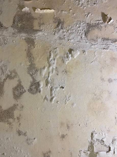 Best Emergency Mold Removal  in Manito, IL