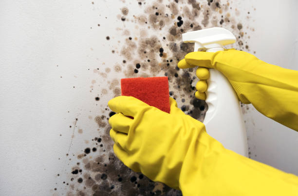 Best Black Mold Removal  in Manito, IL