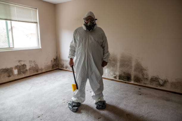 Professional Mold Removal in Manito, IL