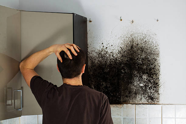 Best Home Mold Removal  in Manito, IL