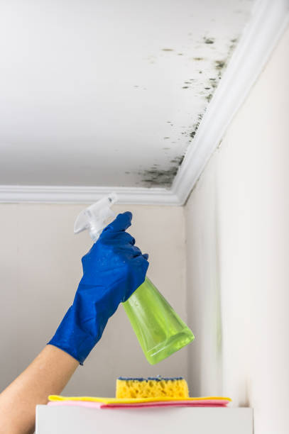 Best Home Mold Removal  in Manito, IL
