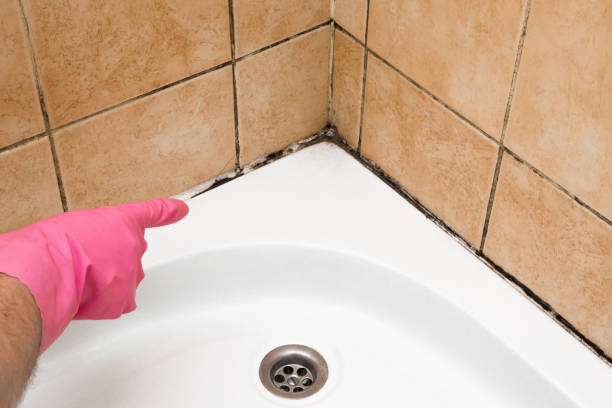 Best Crawl Space Mold Removal  in Manito, IL